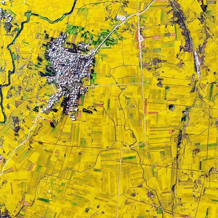 Canola Flower Fields, China