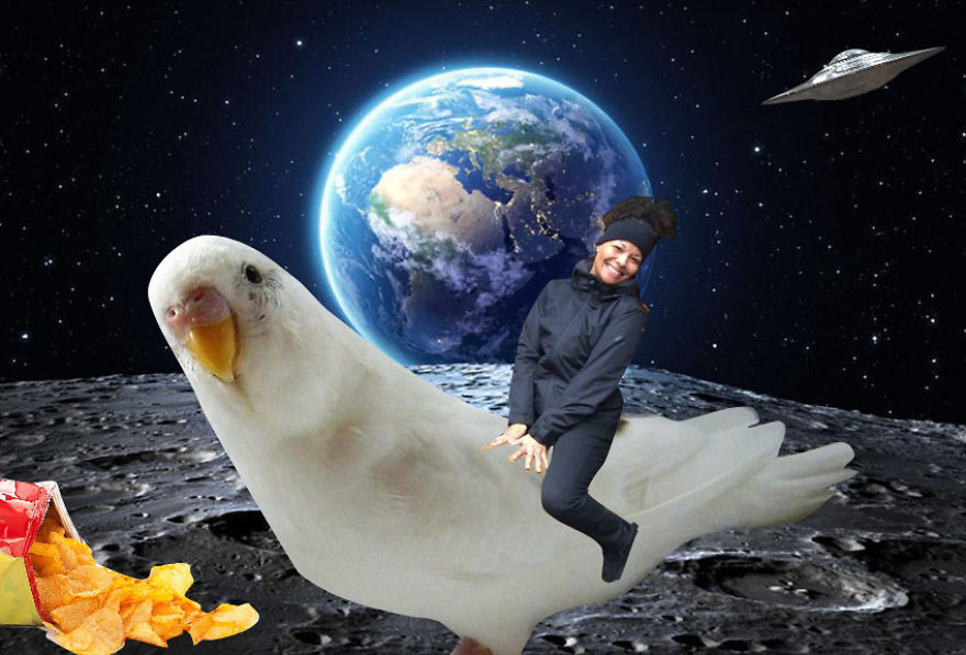 Parakeet On The Moon! Parakeet On The Moon!