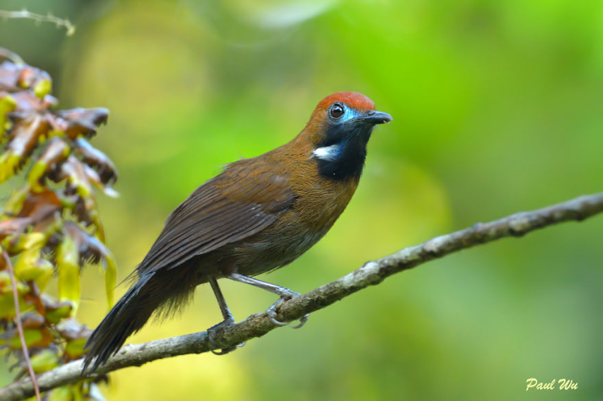Fluffy-Backed Tit-Babbler (Macronous Ptilosus)