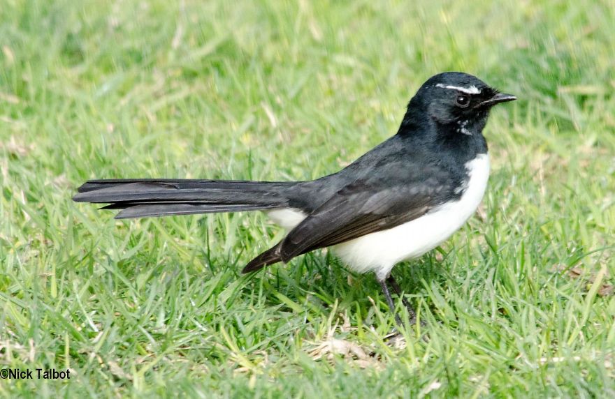 Willie Wagtail (Rhipidura Leucophrys)