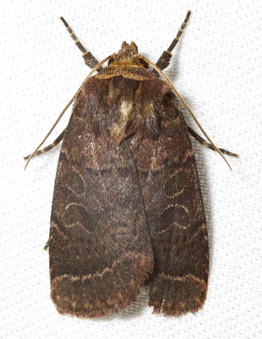 Cynical Quaker (Orthodes Cynica)