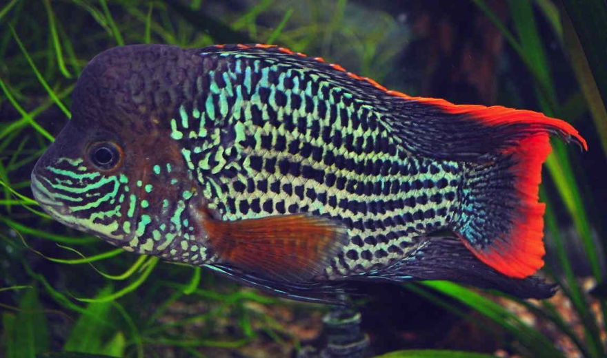 Green Terror (Aequidens Rivulatus)