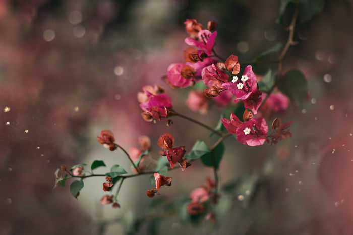 I Document The Beauty Of Small Things