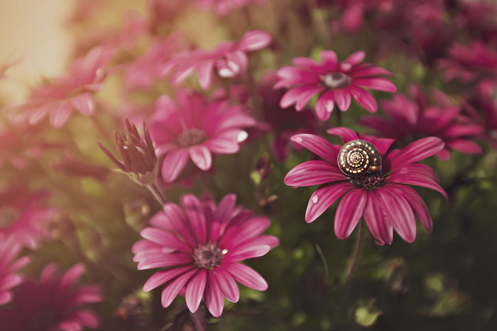 I Document The Beauty Of Small Things