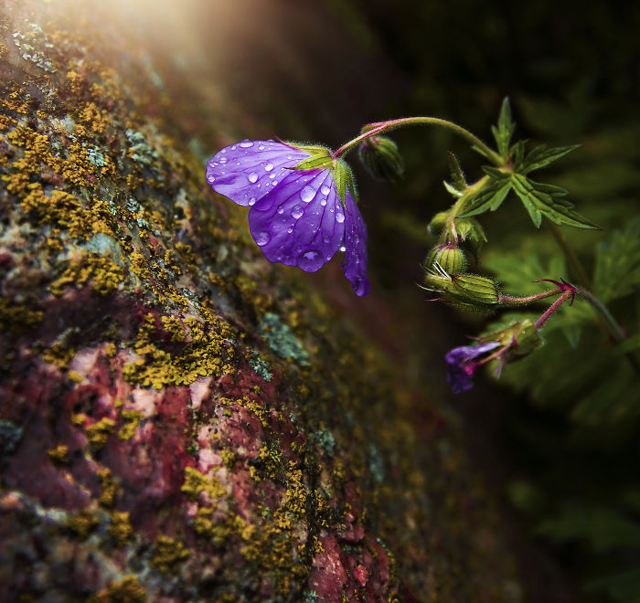 I Document The Beauty Of Small Things