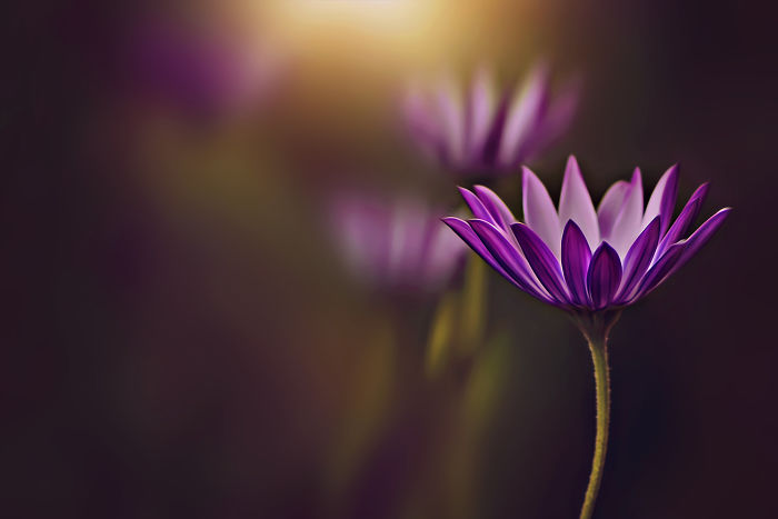 I Document The Beauty Of Small Things