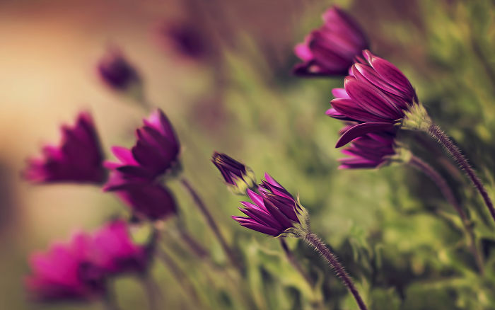 I Document The Beauty Of Small Things