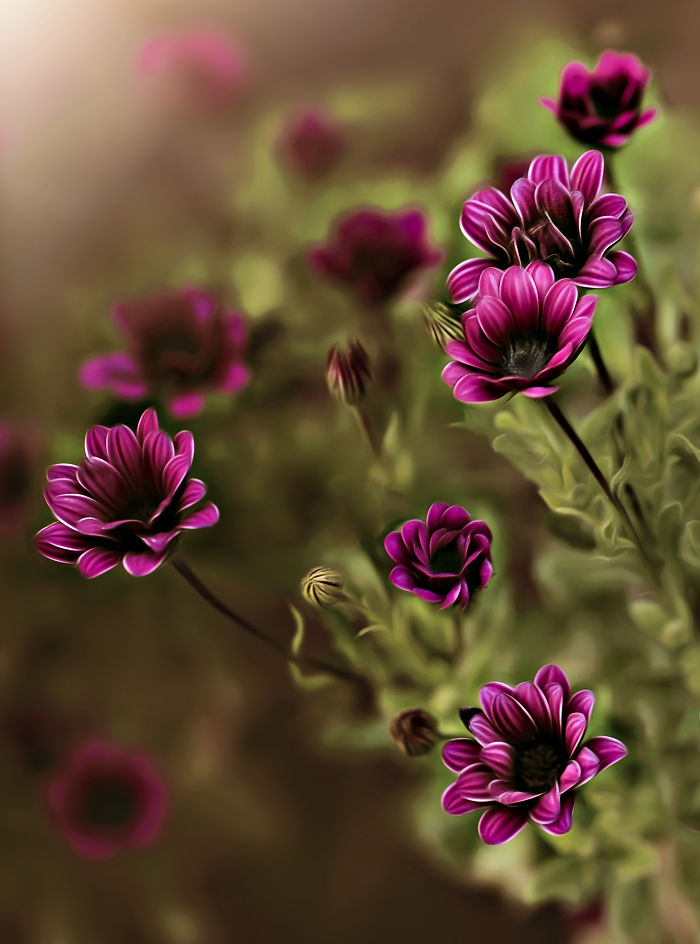 I Document The Beauty Of Small Things