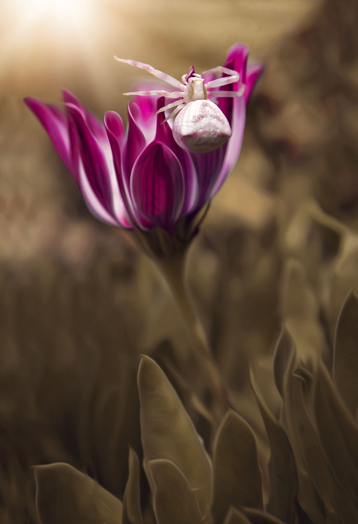 I Document The Beauty Of Small Things