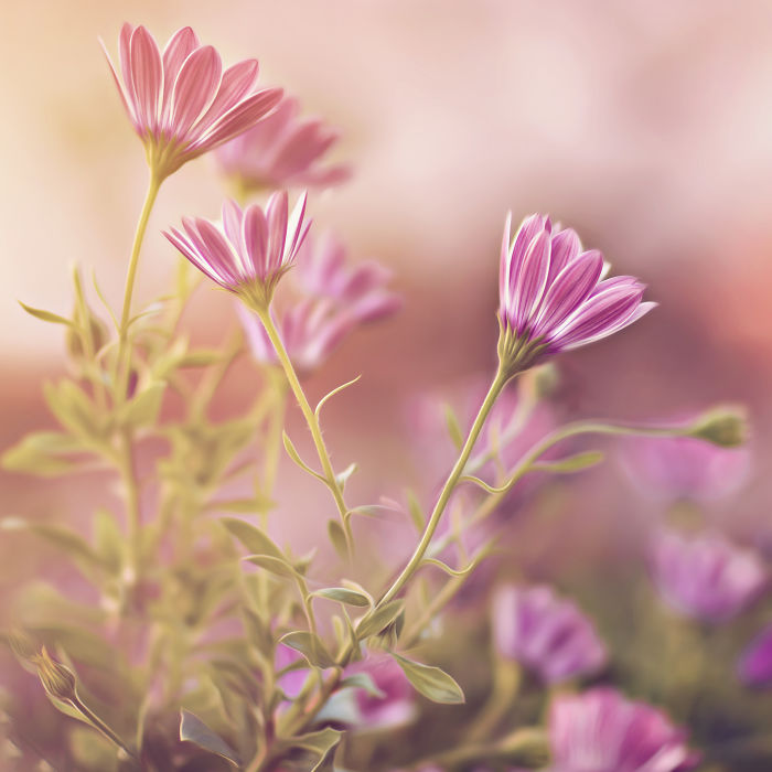 I Document The Beauty Of Small Things