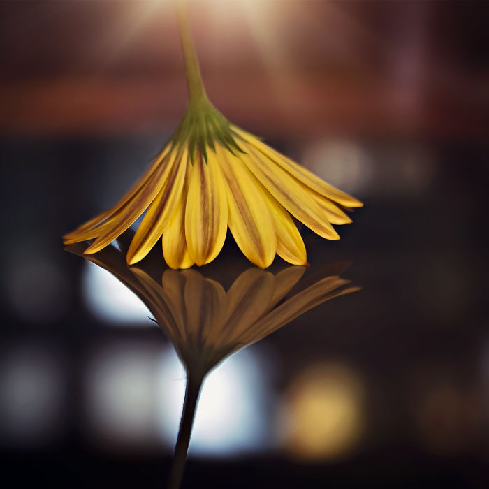 I Document The Beauty Of Small Things