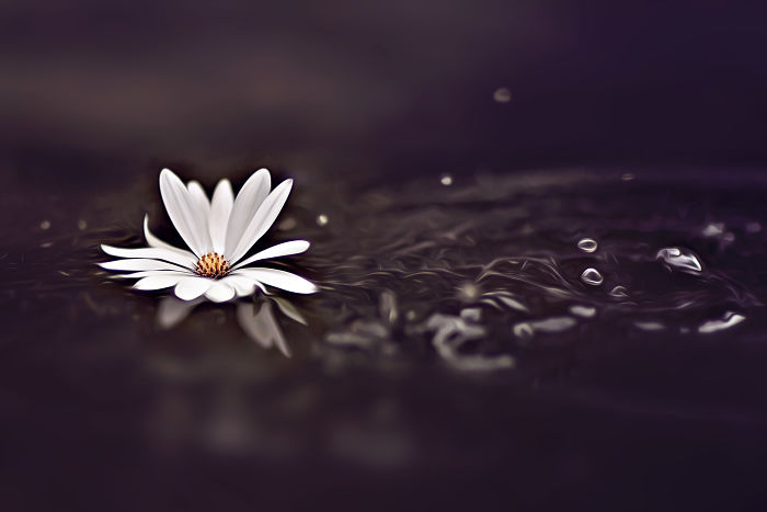 I Document The Beauty Of Small Things