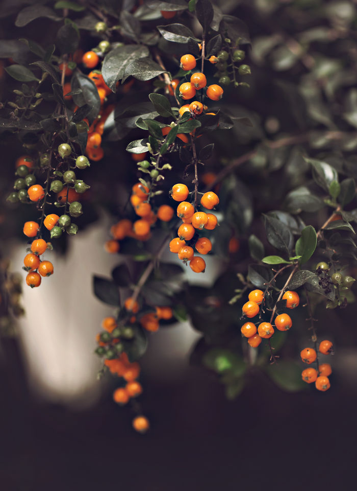 I Document The Beauty Of Small Things