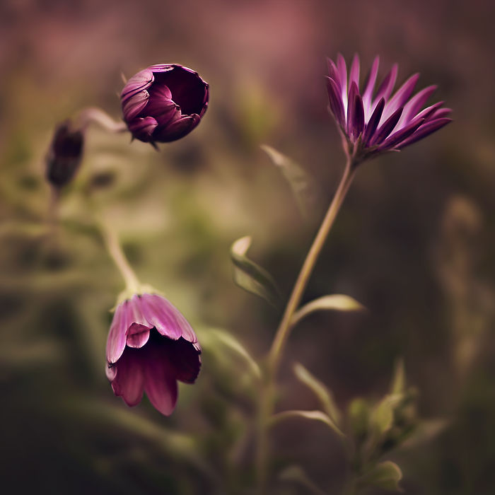 I Document The Beauty Of Small Things