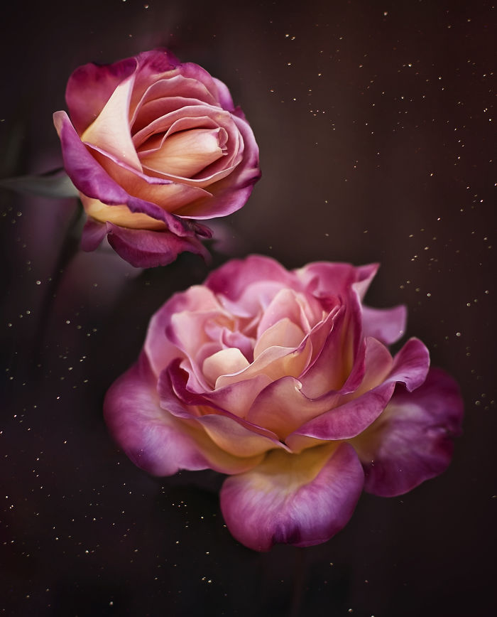 I Document The Beauty Of Small Things