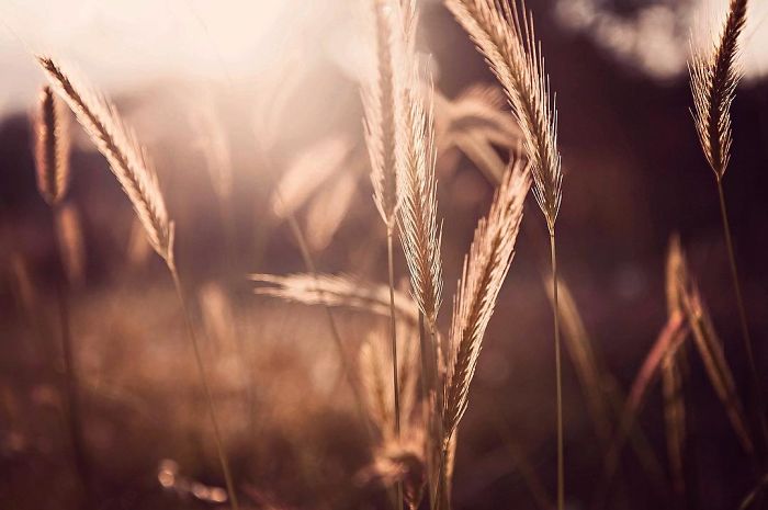 I Document The Beauty Of Small Things