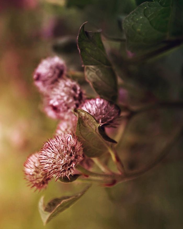 I Document The Beauty Of Small Things