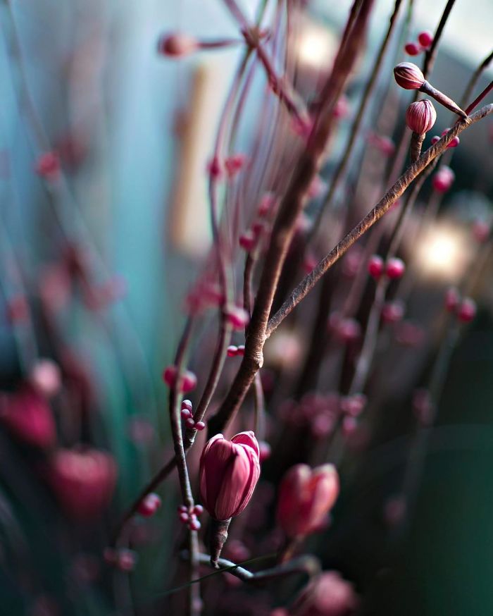 I Document The Beauty Of Small Things