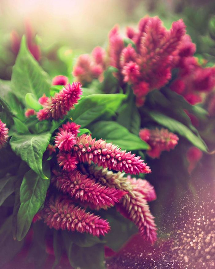 I Document The Beauty Of Small Things