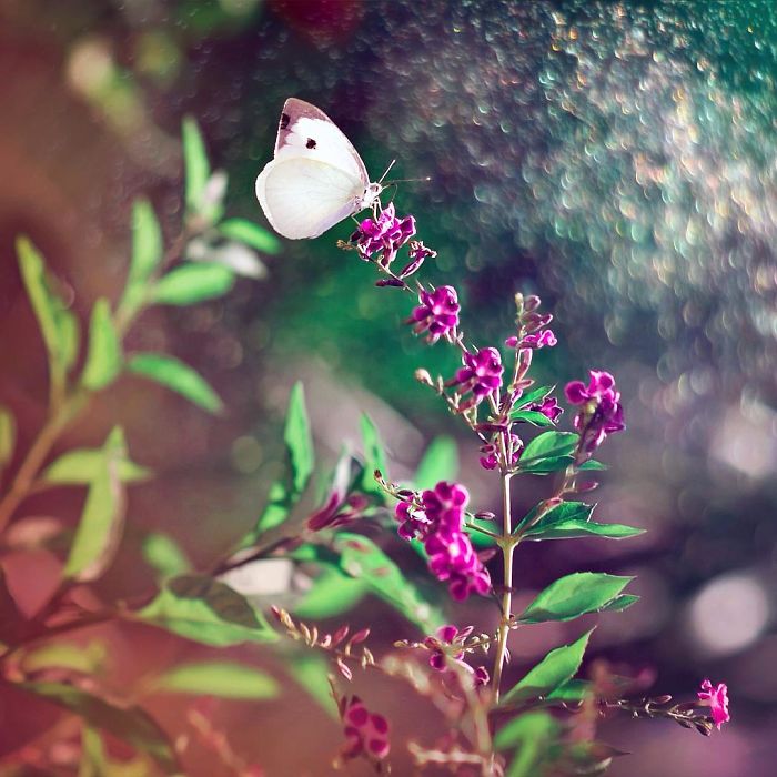 I Document The Beauty Of Small Things