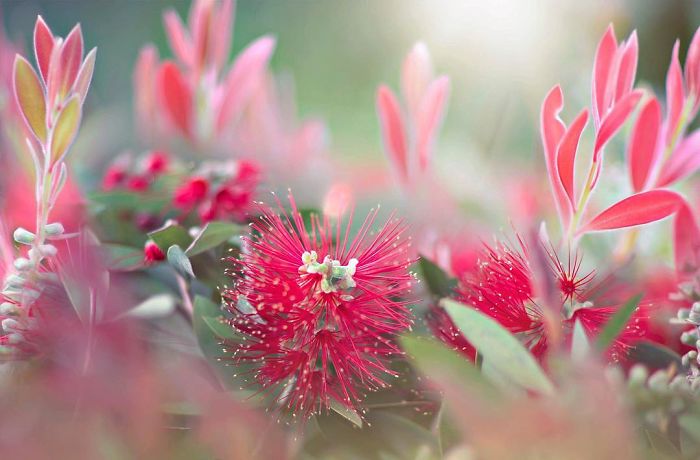 I Document The Beauty Of Small Things