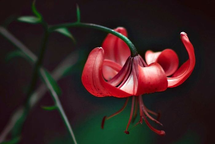 I Document The Beauty Of Small Things