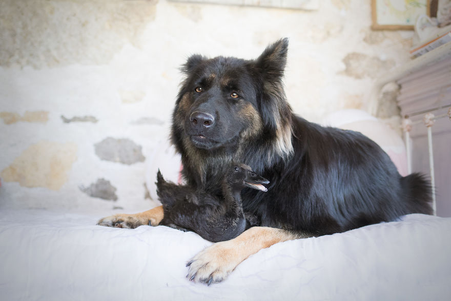 I Photograph The Unexpected Friendship Between My Dog & My Duck
