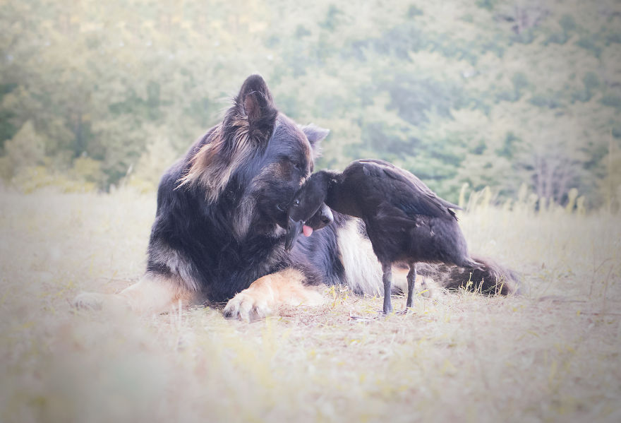 I Photograph The Unexpected Friendship Between My Dog & My Duck