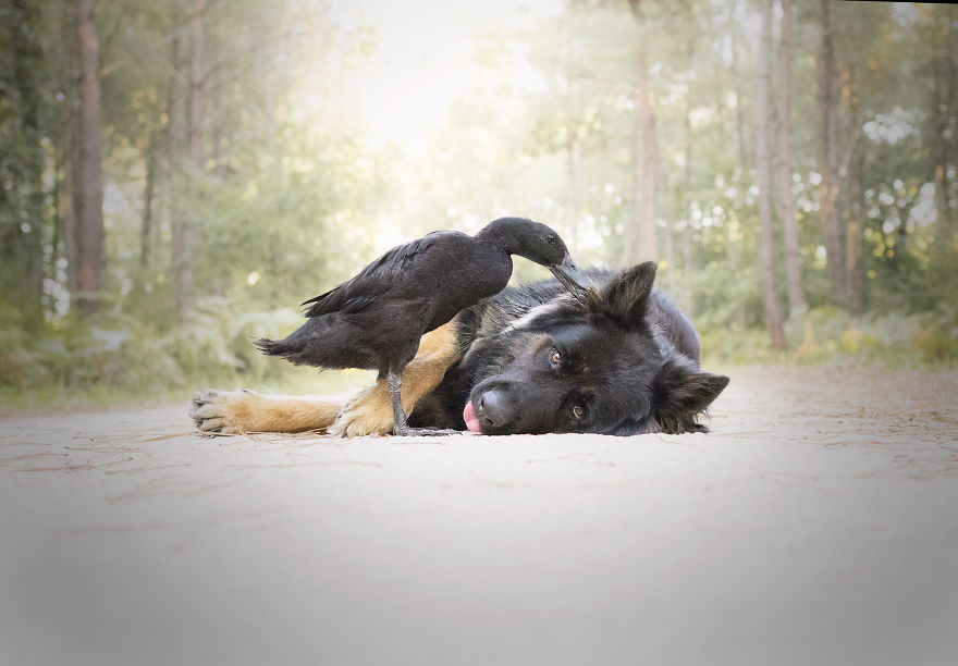 I Photograph The Unexpected Friendship Between My Dog & My Duck
