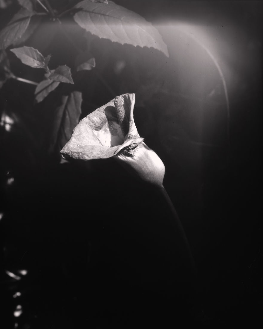 I Take Photographs On Paper