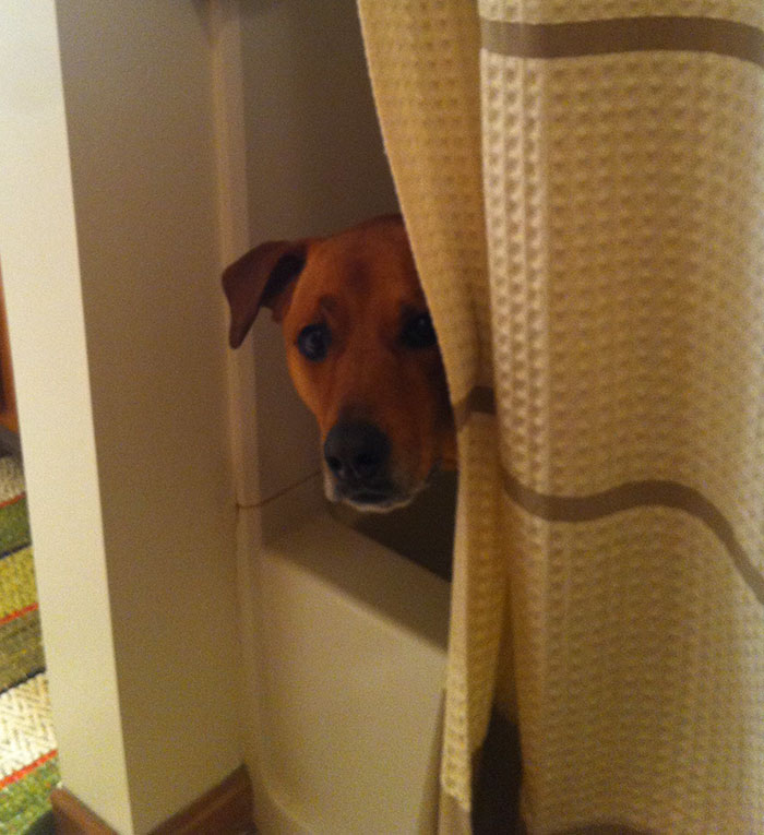 People Share 68 Hilarious Habits Their Pets Have And They're Too Good