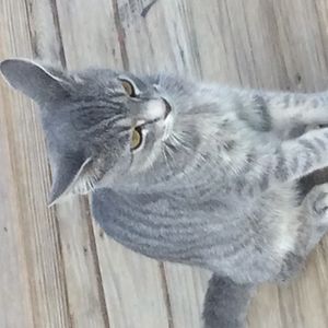 addisonsturgeon avatar