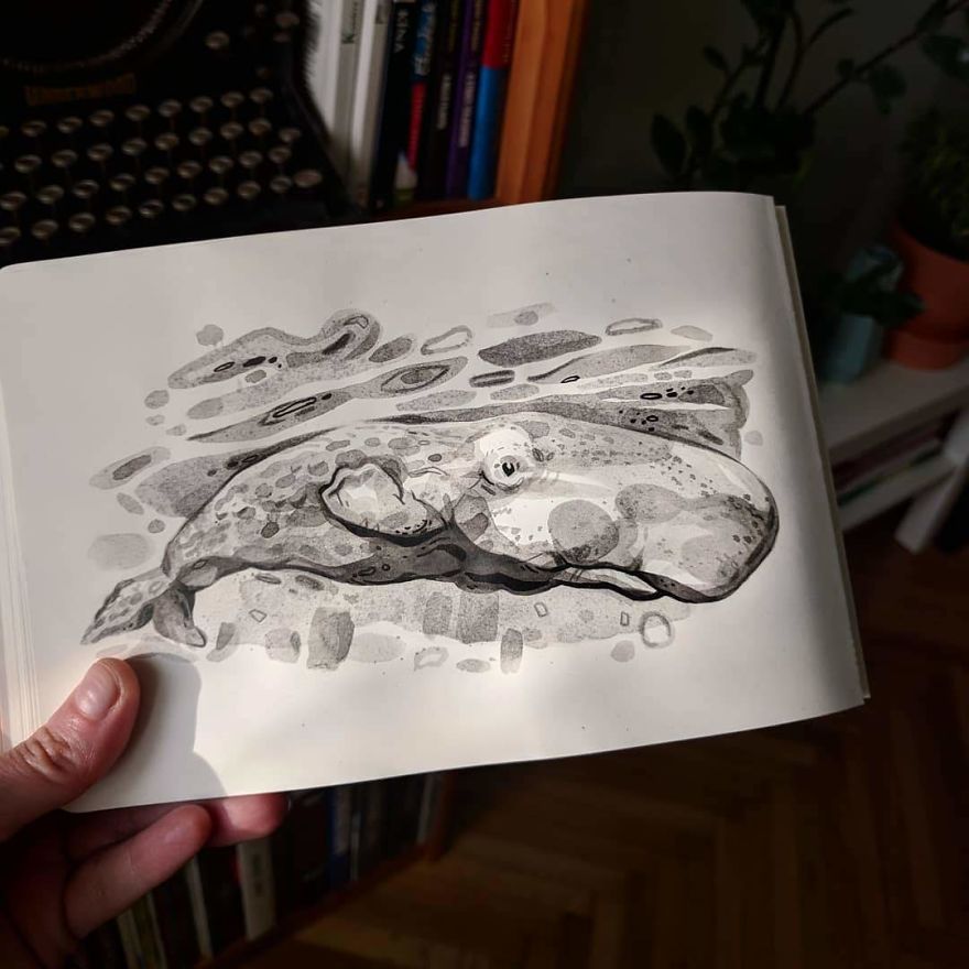 Pen And Ink Drawings For David Attenborough