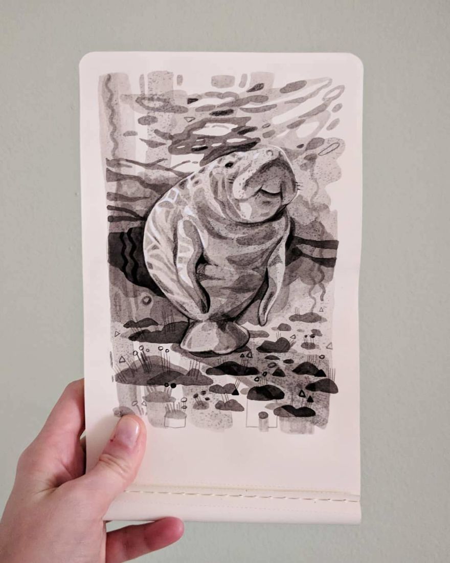 Pen And Ink Drawings For David Attenborough