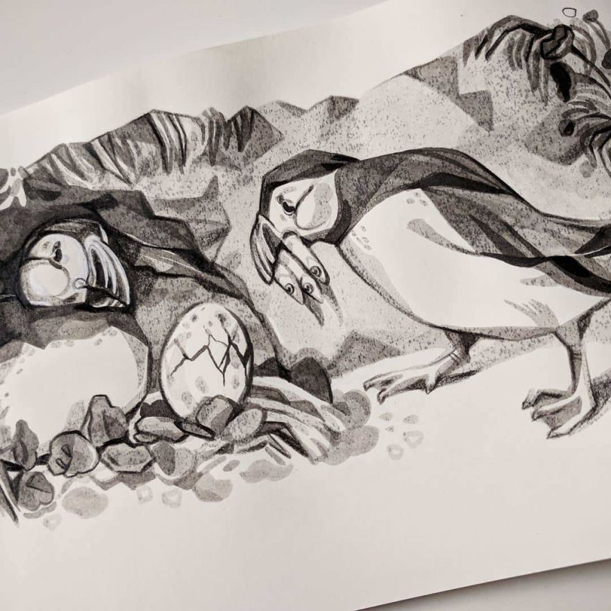 Pen And Ink Drawings For David Attenborough