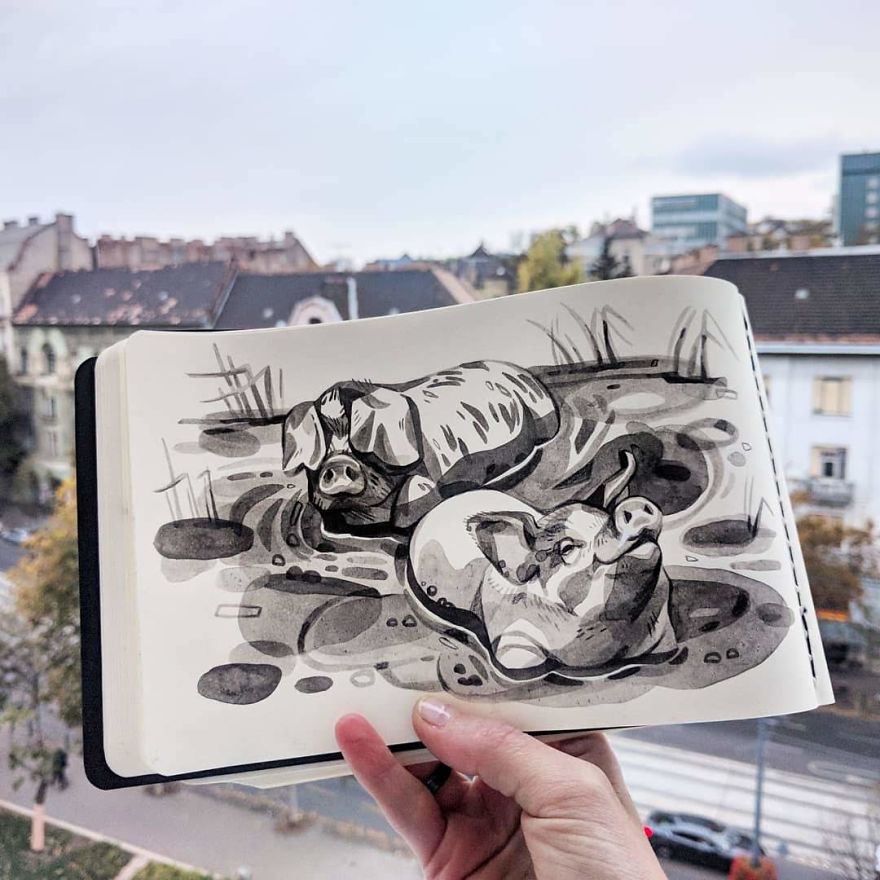 Pen And Ink Drawings For David Attenborough