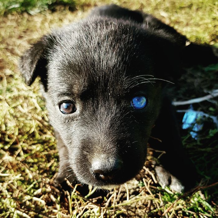 Blue, The Black Lab Mix With Heterochromia.