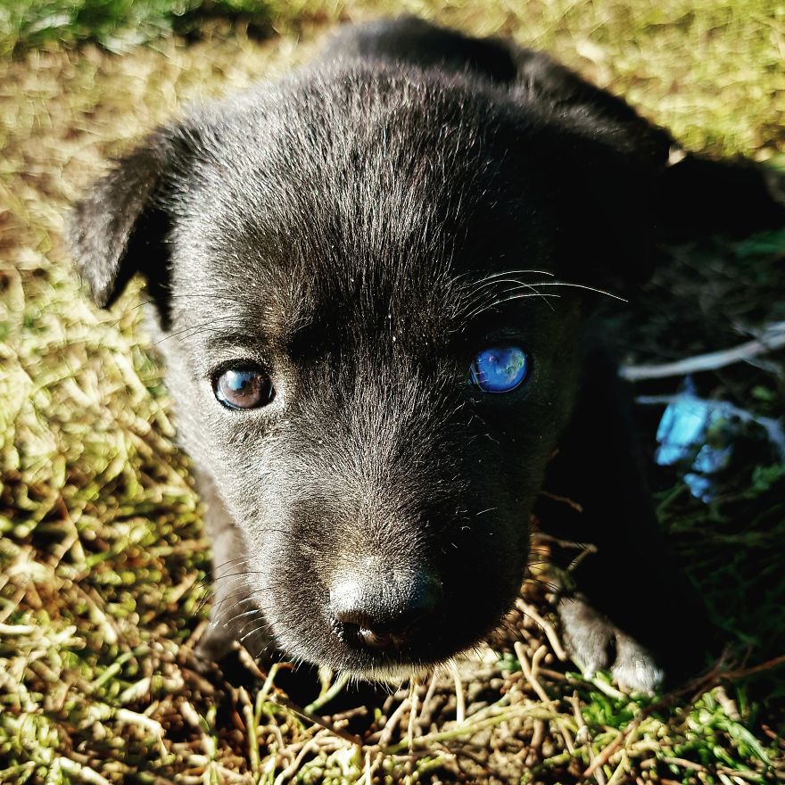 Blue, The Black Lab Mix With Heterochromia.