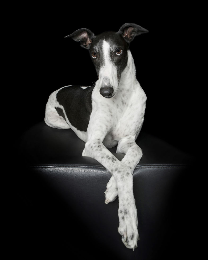 'for The Love Of Greyhounds - Adopted Greyhounds And Their Happy Ever Afters'