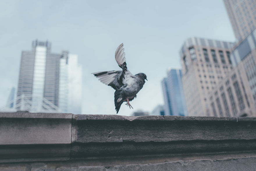 My Week In Chicago, October 2018