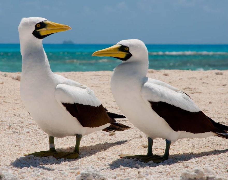 Pair Of Masked Boobies (Sula Dactylatra)