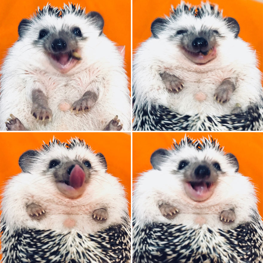 Mealworms Are The Best Yummy In My Tummy!