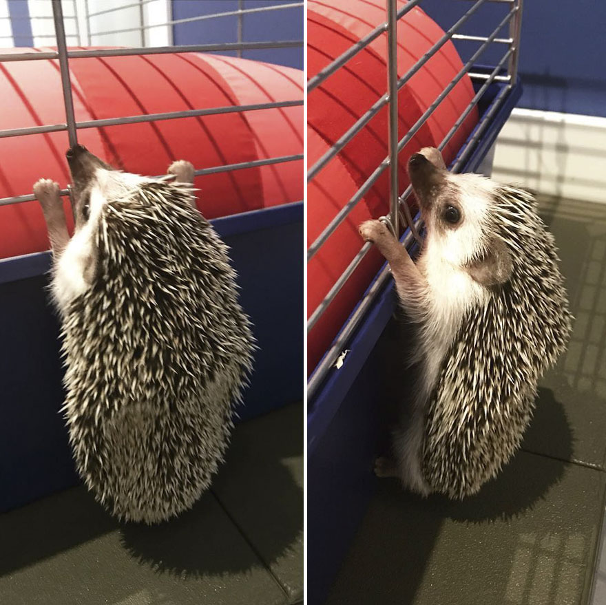 What Are You Looking At, Human?!