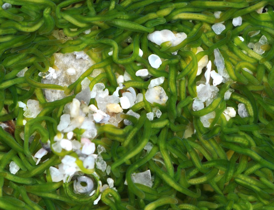 Mint-Sauce Worm (Symsagittifera Roscoffensis)