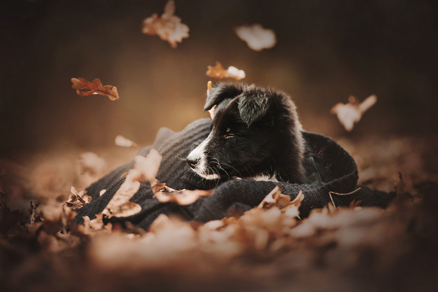 Mountain Crew - Adventures Of Two Girls And Four Dogs