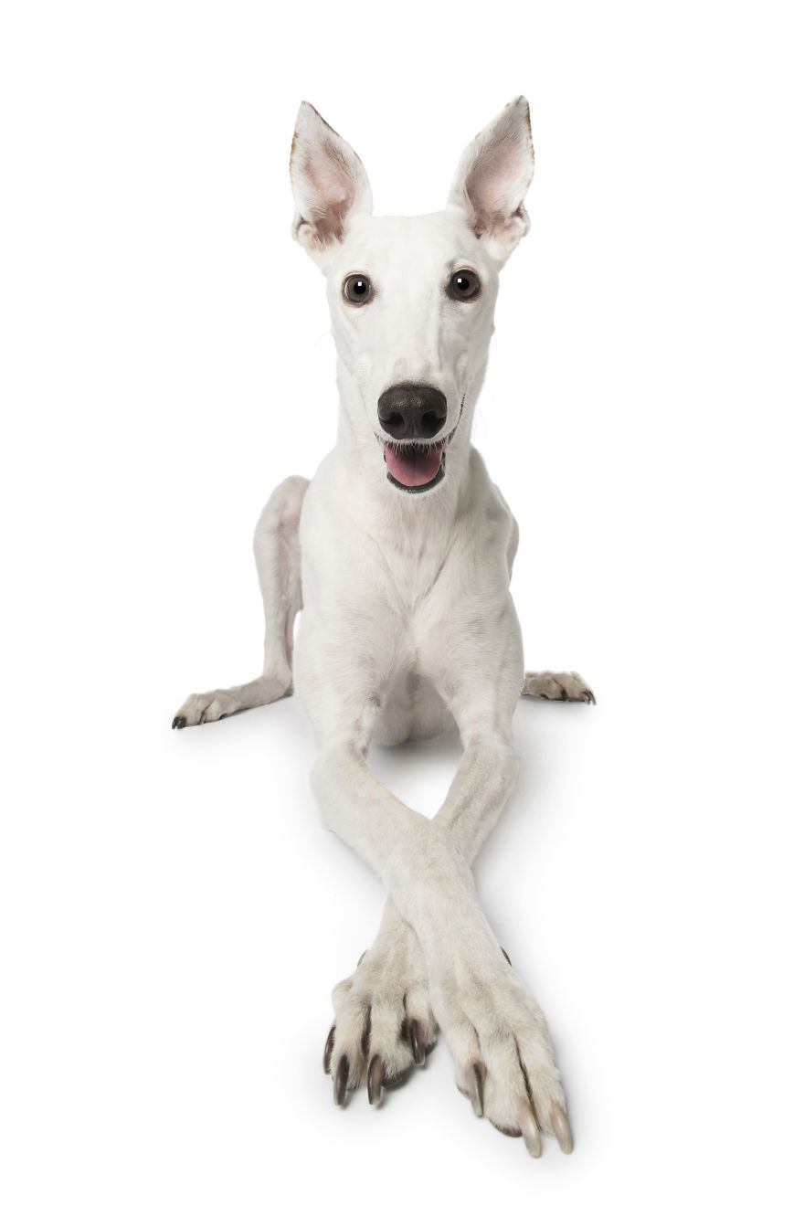 'for The Love Of Greyhounds - Adopted Greyhounds And Their Happy Ever Afters'