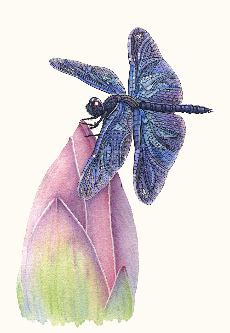 Dragonfly & Lotus