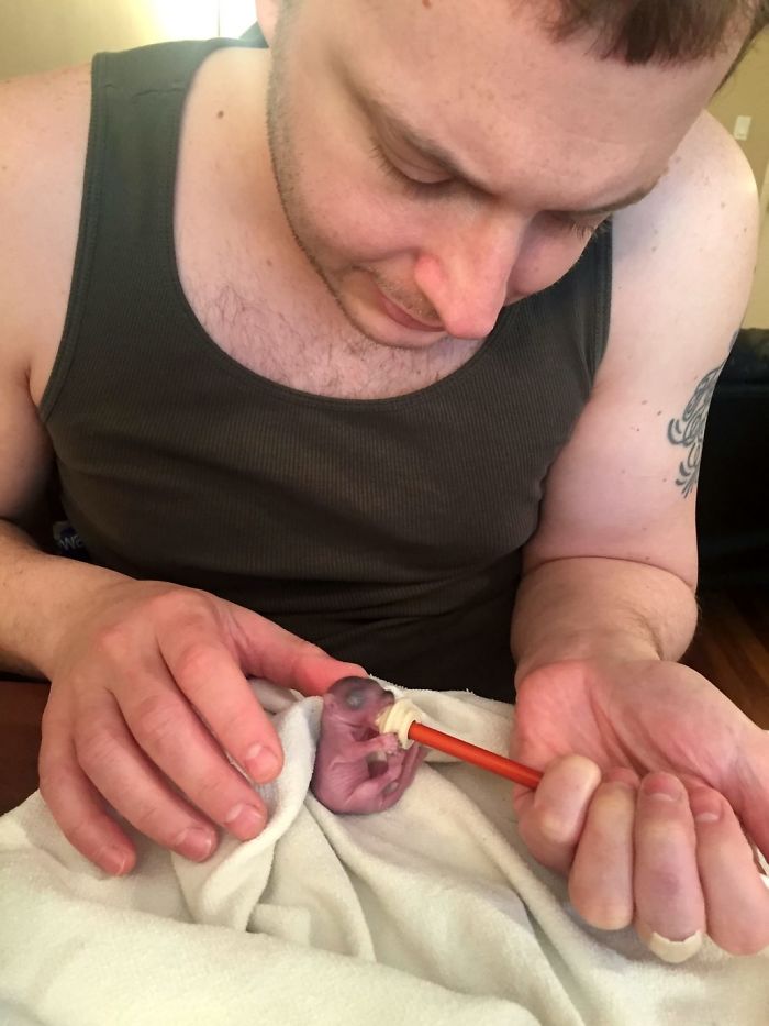 Man Finds Baby Squirrel On His Bed, And It Grows Up To Be The Most Adorable Pet Man Finds Baby Squirrel On His Bed, And It Grows Up To Be The Most Adorable Pet