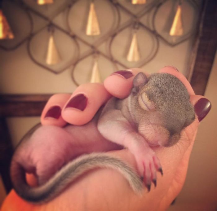 Man Finds Baby Squirrel On His Bed, And It Grows Up To Be The Most Adorable Pet Man Finds Baby Squirrel On His Bed, And It Grows Up To Be The Most Adorable Pet