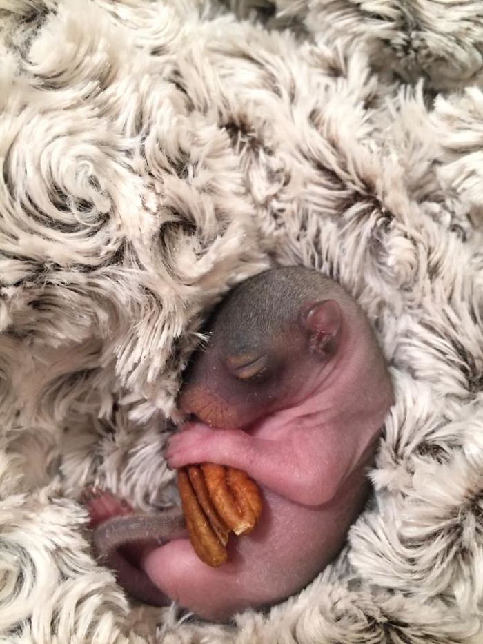 Man Finds Baby Squirrel On His Bed, And It Grows Up To Be The Most Adorable Pet Man Finds Baby Squirrel On His Bed, And It Grows Up To Be The Most Adorable Pet